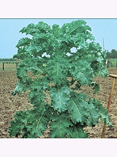 Futterkohl Furchenkohl Westfälischer Dauerkohl 500gr von Kiepenkerl