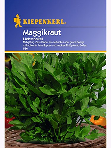 Maggikraut Liebstöckel mehrjährig von Kiepenkerl - Gemüse-Saatgut