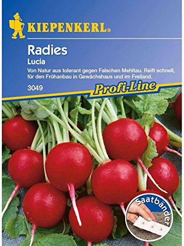 Radies Lucia Saatband von Kiepenkerl - Gemüse-Saatgut