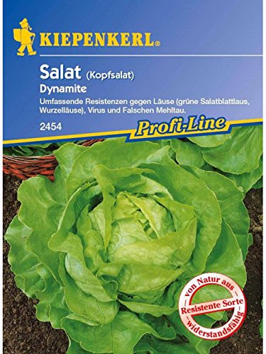 Salat Kopfsalat Dynamite resistent von Kiepenkerl - Gemüse-Saatgut