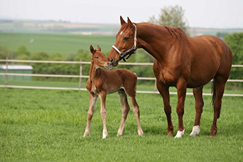 DSV Country-Horse 2118 Nachsaat-Pferdegreen 10kg von Kiepenkerl - Rasen