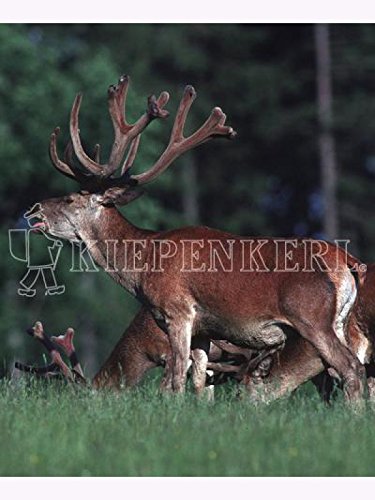 Kiepenkerl Wildwiese mit Klee und Kräutern (10 kg) von Kiepenkerl - Rasen