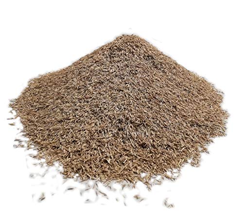 Samenshop24® Schattenrasen mit Poa supina, Inhalt: 1kg für 50m², leuchtend grün, niedrig wachsend und belastbar, Traumrasen vom Fachmann von Samenshop 24