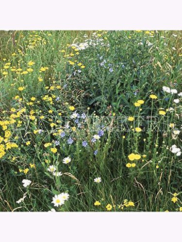 RSM-Rasensamen 8.1.4 Biotopmischung für Halb- und Teilschatten 1kg RSM-Rasensamen 8.1.4 Biotopmischung für Halb- und Teilschatten 1kg von Kiepenkerl - Rasen