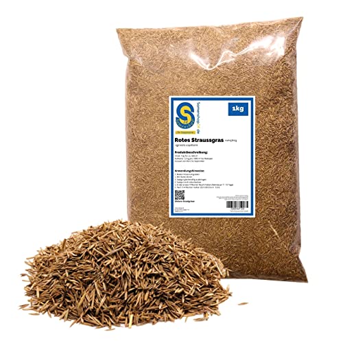 Rotes Straußgras 1kg Agrostis capillaris Feinblättrige, genügsame Grassorte für Zier- und Gebrauchsrasen Pflegeleicht und schnittfest Ausreichend für 660 m² von Samenshop 24