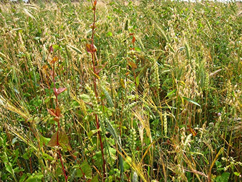 Kiepenkerl 690585 Schwarzwild-Stammtisch (Wildackersamen) von Kiepenkerl