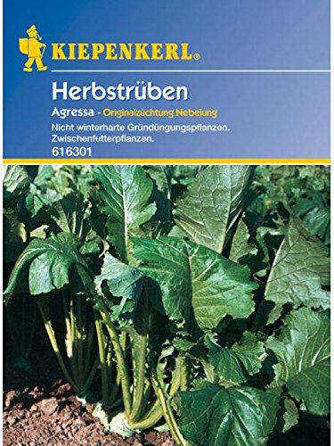 Herbstrüben Gründünger 500gr von Kiepenkerl - sonstiges Saatgut