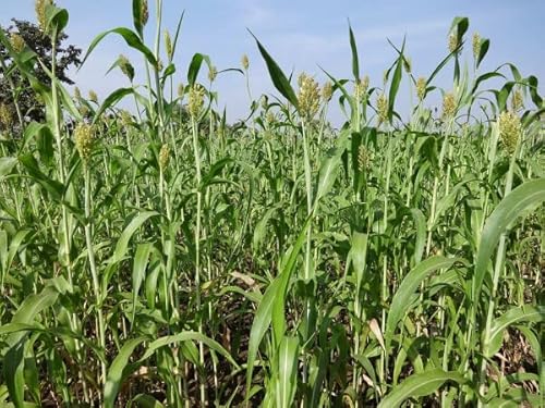 Rispenhirse Körnerhirse Kornberger 1kg Rispenhirse Körnerhirse Kornberger 1kg von Kiepenkerl - sonstiges Saatgut