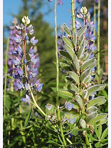 Staudenlupine blau Lupinus mehrjährig 1kg von Kiepenkerl - sonstiges Saatgut