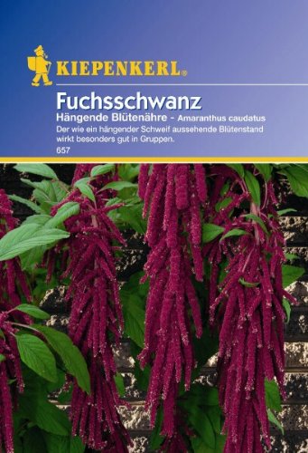 Amaranthus Fuchsschwanz hängend rot von Kiepenkerl