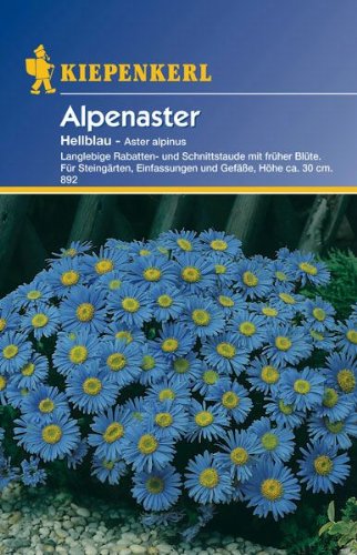 Aster alpinus Alpenaster hellblau von Kiepenkerl