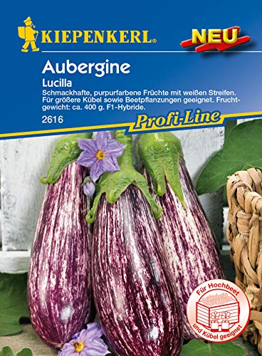Aubergine Lucilla F1, schmackhafte purpurfarbene Früchte mit weißen Streifen, für Freiland oder Gewächshaus von Kiepenkerl