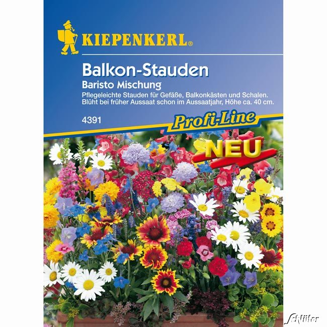 Balkon-Stauden &#039;Baristo Mischung&#039; Lieferform: Portionssaatgut von Kiepenkerl