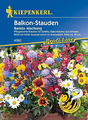 Blumenmischung Balkon-Stauden Baristo, Pflegeleichte Stauden für Gefäße Balkonkästen und Schalen, Höhe ca. 40cm von Kiepenkerl