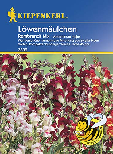 Kiepenkerl 3339 Löwenmäulchen Rembrandt Mix (Löwenmäulchensamen) von Kiepenkerl