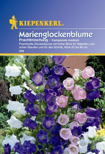 Campanula medium Marienglockenblume Prachtmischung von Kiepenkerl