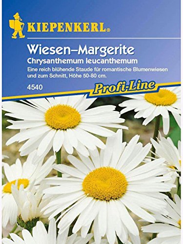 Chrysanthemum leucanthemum Wiesenmargerite von Kiepenkerl