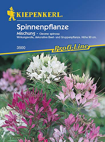 Cleome spinosa Spinnenpflanze Mischung von Kiepenkerl