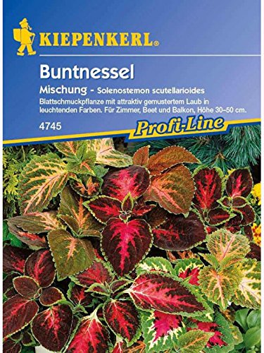 Coleus x blumei Buntnessel von Kiepenkerl - Blumen-Saatgut