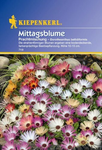 Dorotheanthus Mittagsblume Mischung von Kiepenkerl