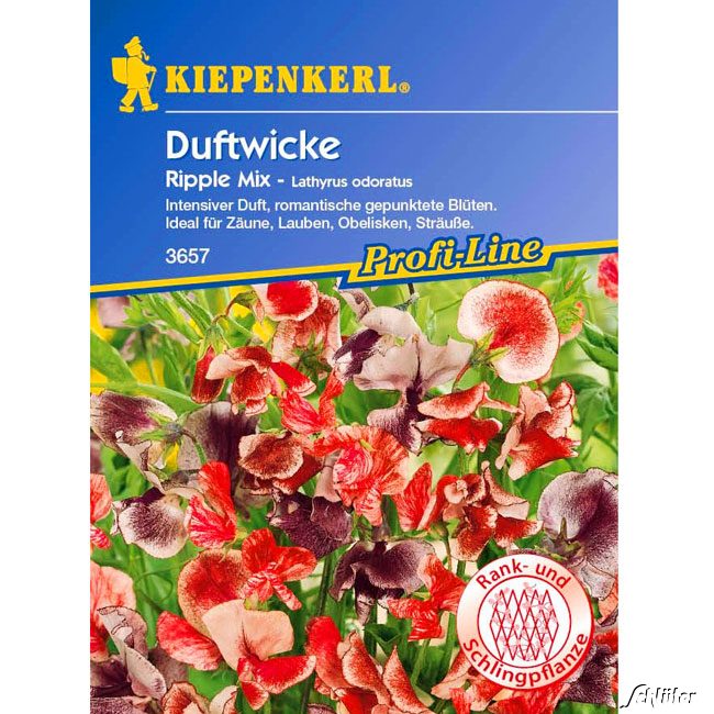 Duftwicken &#039;Ripple Mix&#039; Lathyrus odoratus Lieferform: Portionssaatgut von Kiepenkerl