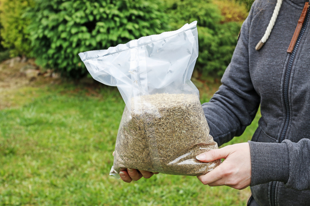 Einzelsaat Poa pratensis (Wiesenrispe) 1kg von Kiepenkerl