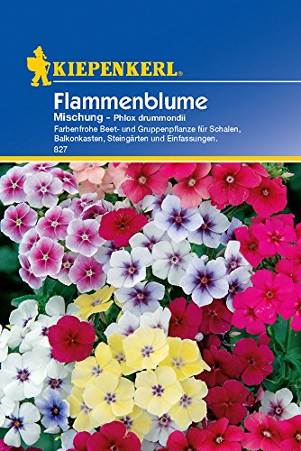 Flammenblume, 'Mischung' von Kiepenkerl