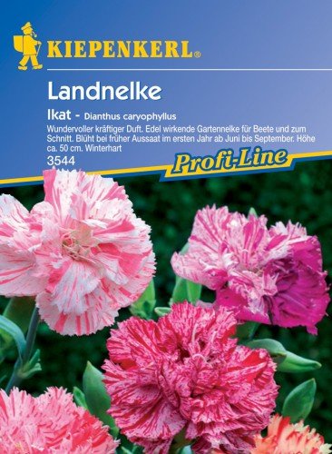 Gartennelke ' Ikat ' von Kiepenkerl