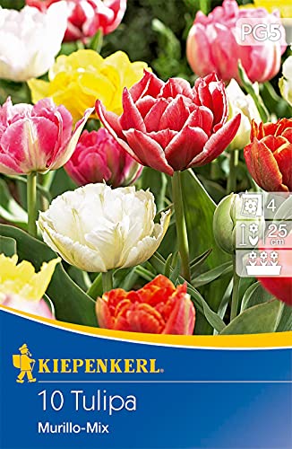 Gefüllte Frühe Tulpe Murillo Mix, Prachtmischung aus niedrig wachsenden, gefüllten Murillo-Tulpen von Kiepenkerl
