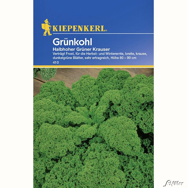 Grünkohl &#039;Halbhoher grüner Krauser&#039; Lieferform: Portionssaatgut von Kiepenkerl
