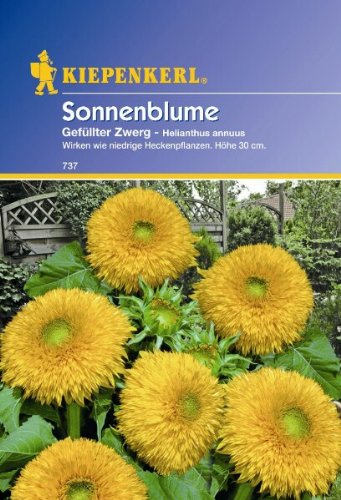 Helianthus Sonnenblume Gefüllte Zwerg gelb von Kiepenkerl