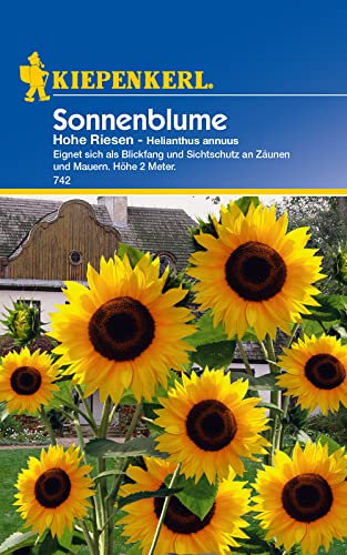 Helianthus Sonnenblume Hohe Riesen gelb Helianthus Sonnenblume Hohe Riesen gelb von Kiepenkerl
