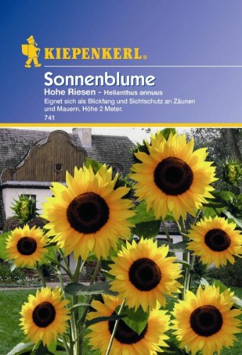 Helianthus Sonnenblume Hohe Riesen gelb von Kiepenkerl