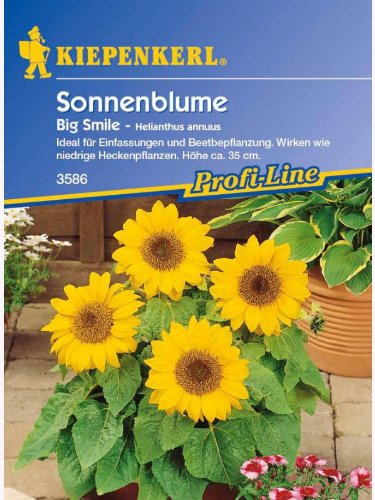 Helianthus annuus Sonnenblume Big Smile gelb niedrig von Kiepenkerl