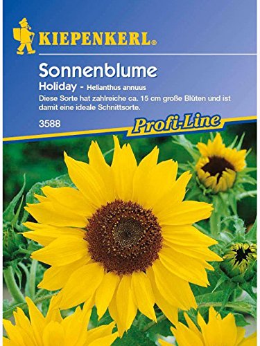 Helianthus annuus Sonnenblume Holiday gelb verzweigt von Kiepenkerl