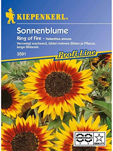 Helianthus annuus Sonnenblume Ring of Fire gelb mit rotem Ring verzweigt Helianthus annuus Sonnenblume Ring of Fire gelb mit rotem Ring verzweigt von Kiepenkerl