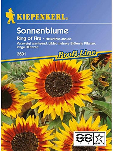 Helianthus annuus Sonnenblume Ring of Fire gelb mit rotem Ring verzweigt von Kiepenkerl