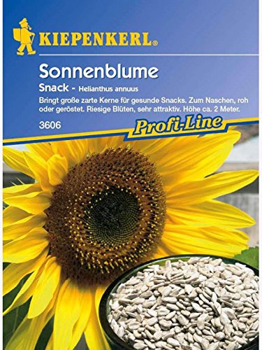 Helianthus annuus Sonnenblume Snack essbare Kerne von Kiepenkerl