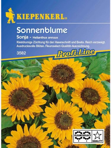 Helianthus annuus Sonnenblume Sonja goldgelb kleinblütig von Kiepenkerl