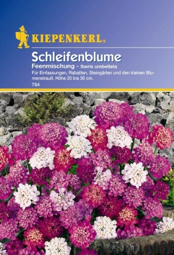 Iberis umbellata Schleifenblume Feenmischung bunte Töne von Kiepenkerl - Blumen-Saatgut