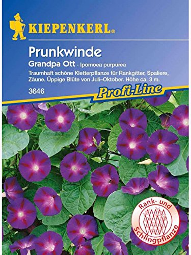 Ipomoea purpurea Prunkwinde Grandpa Ott dunkelblau von Kiepenkerl