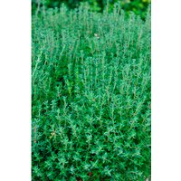 Gartenkrone Thymian Kugel, Thymus vulgaris »Fredo«, aktuelle Pflanzenhöhe ca.: 15 cm, im Topf von Gartenkrone