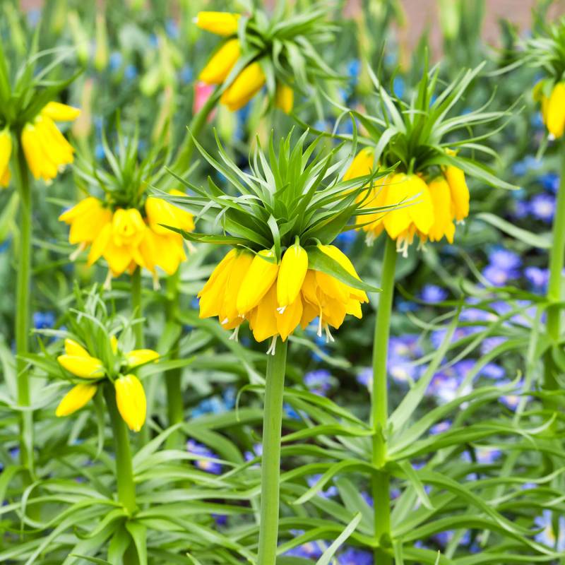 Kaiserkrone &#039;Lutea&#039; (gelb) - 1 Stück Liefergröße: Zwiebelgröße 20/+ von Kiepenkerl