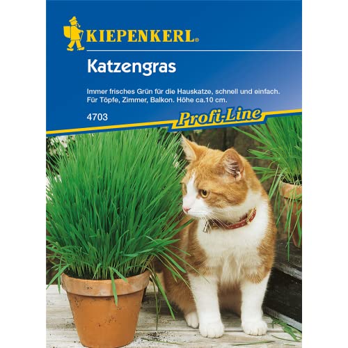 Katzengras, immer frisches Grün für die Hauskatze, schnell und einfach für Töpfe Zimmer und Balkon von Kiepenkerl