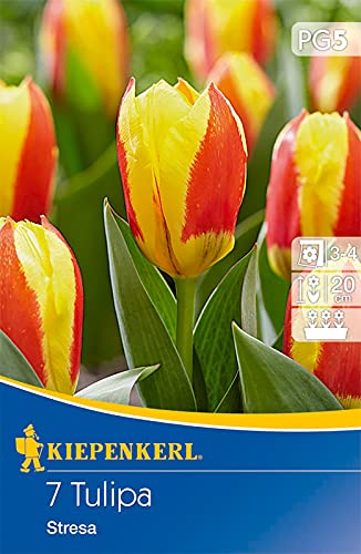 Kaufmanniana-Tulpe Stresa, johannisbeerrote Farbe mit gelbem Rand von Kiepenkerl