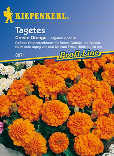 Kiepenkerl, Tagetes, patula Cresto, orange von Kiepenkerl