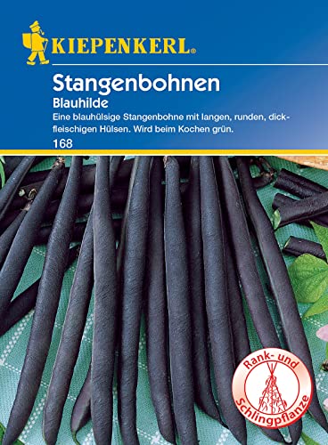 Kiepenkerl 0168 Stangenbohne Blauhilde, beliebte blauhülsige Stangenbohne ohne Fäden, widerstandsfähig von Kiepenkerl
