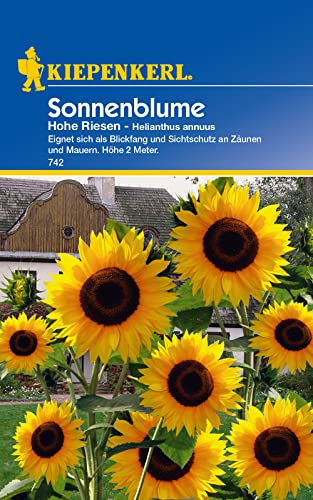 Kiepenkerl 0742 Sonnenblume Hohe Riesen, schnellwachsende Gartenblume, Schnittblume für Vase von Kiepenkerl