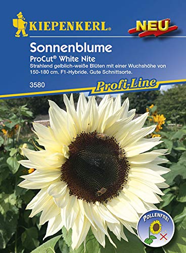 Kiepenkerl 3580 Sonneblumen ProCut White Nite von Kiepenkerl