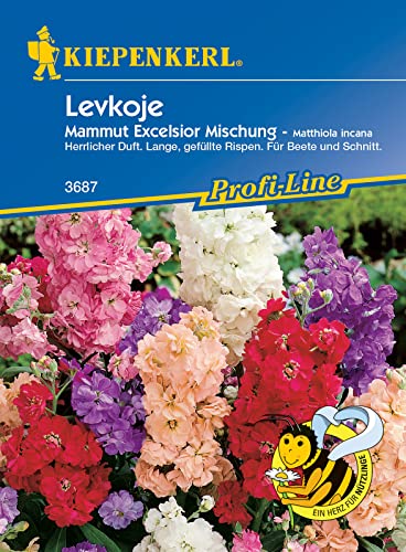 Kiepenkerl 3687 Levkoje Mammut Excelsior, altbewährte und sehr beliebte Bauerngartenblumen, eignen sich für Blumenrabatte und Vasenschnitt Kiepenkerl 3687 Levkoje Mammut Excelsior, altbewährte und sehr beliebte Bauerngartenblumen, eignen sich für Blumenrabatte und Vasenschnitt von Kiepenkerl